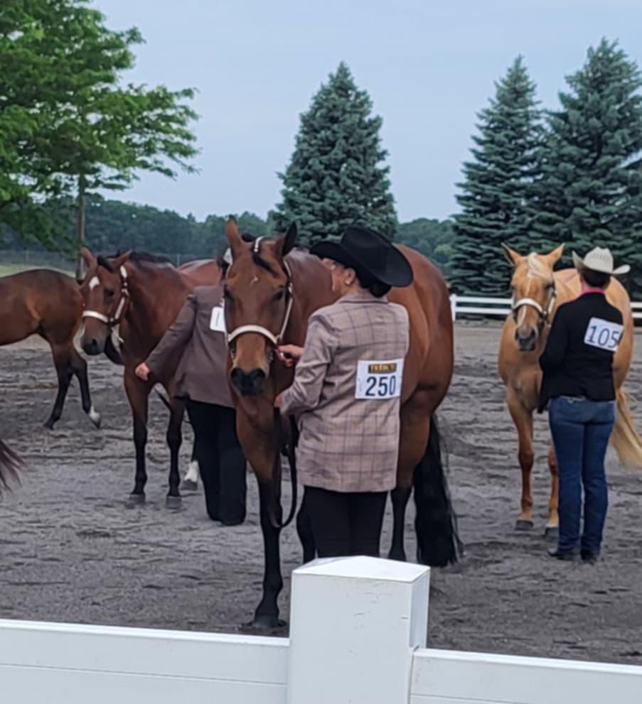 Working Ranch Horses